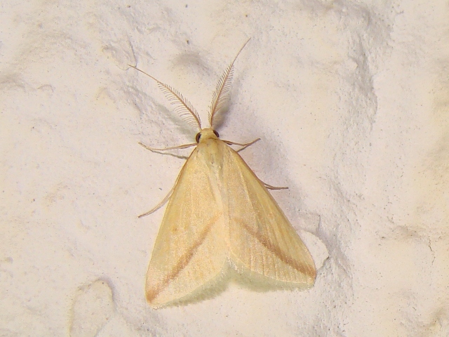 Rhodometra sacratia