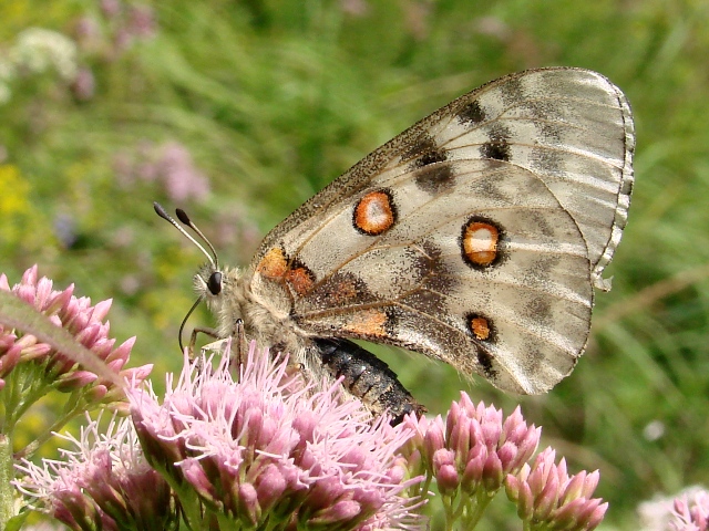 Parnassius mnemosyne