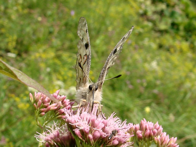 Parnassius apollo, ovvero: l''apparenza inganna!