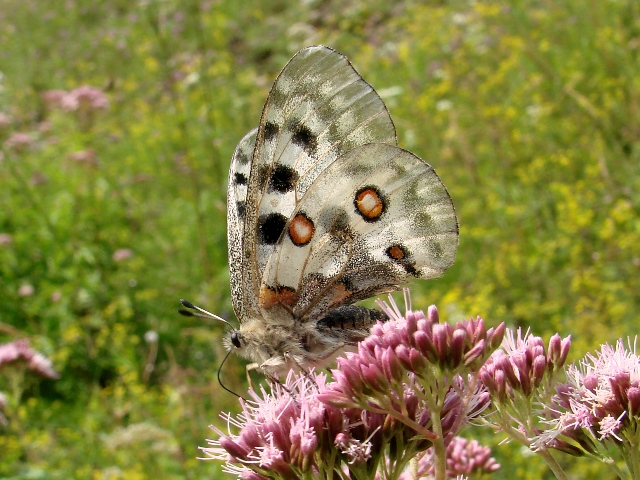 Parnassius apollo, ovvero: l''apparenza inganna!