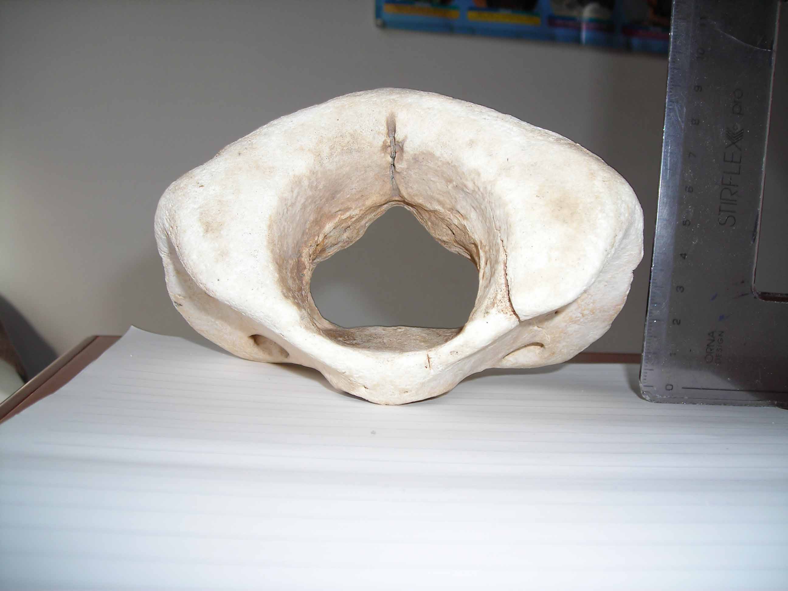 3 foto della stessa vertebra del post precdente