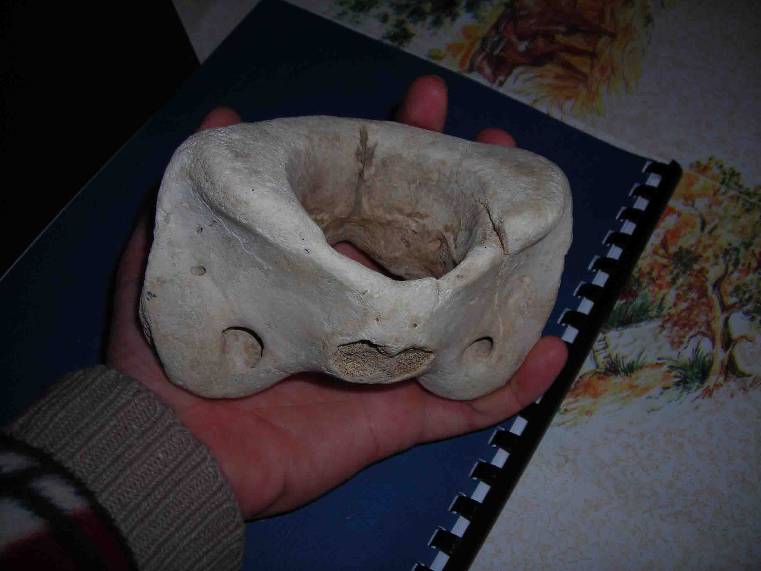 vertebra di?