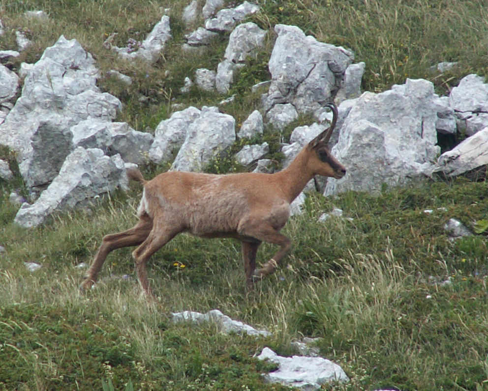 Camoscio d''Abruzzo Rupicapra pyrenaica ornata