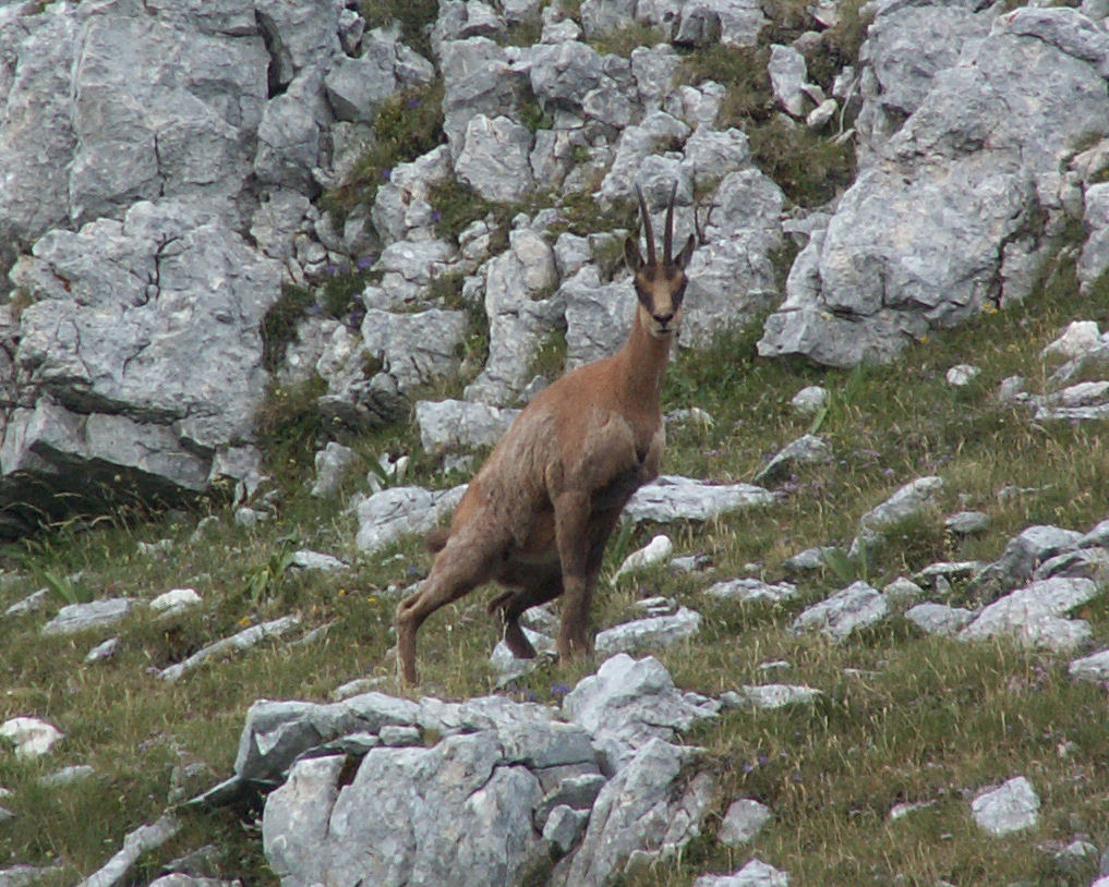 Camoscio d''Abruzzo Rupicapra pyrenaica ornata