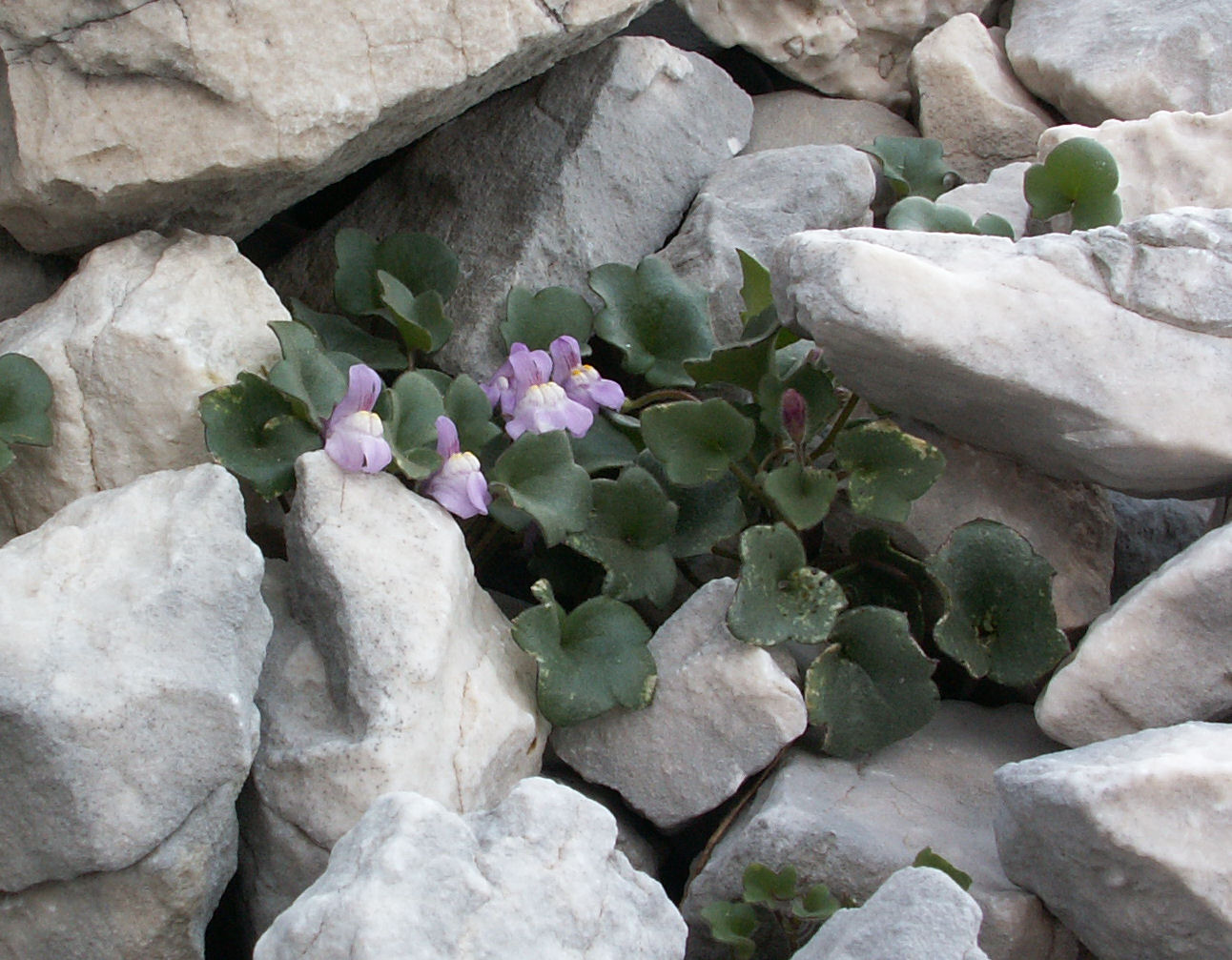 Cymbalaria pallida / Ciombolino abruzzese