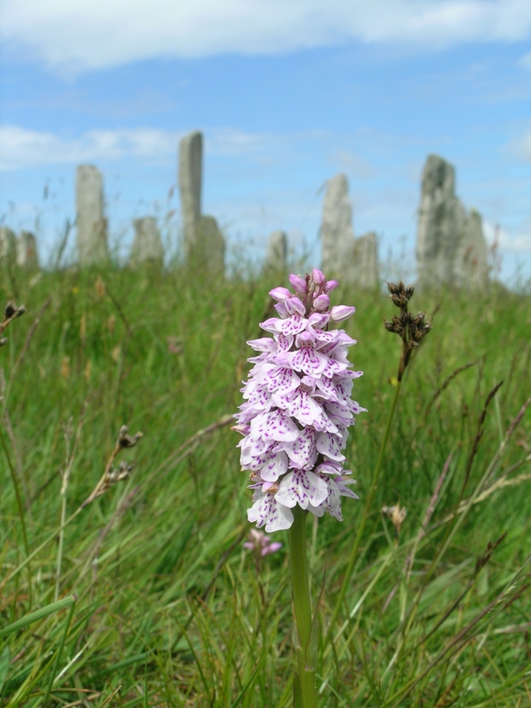 Isole Ebridi (Scozia), i megaliti di Callanish.