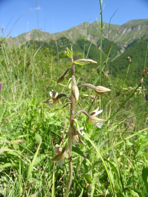 epipactis palustris