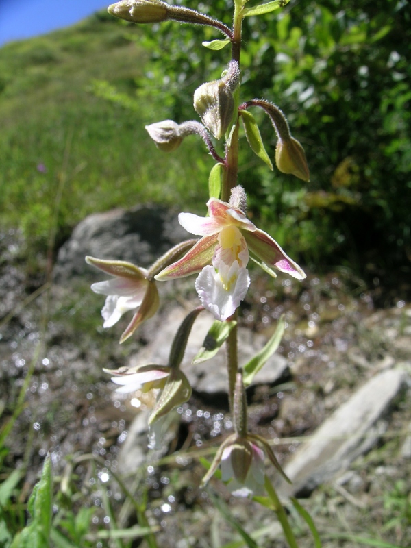 epipactis palustris