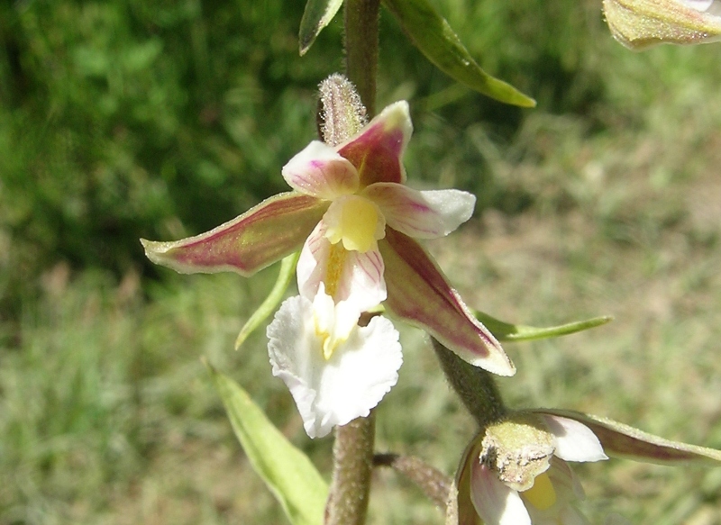 epipactis palustris