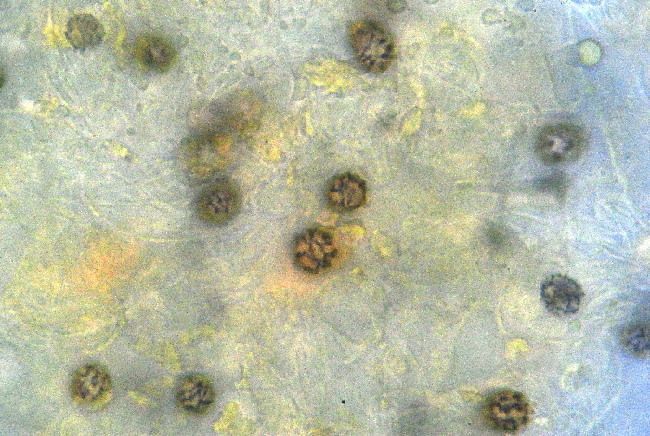 vecchio microscopio fa buon brodo???