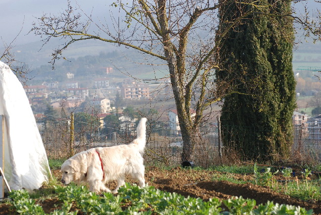 Un fungo da orto (Entoloma saundersii)