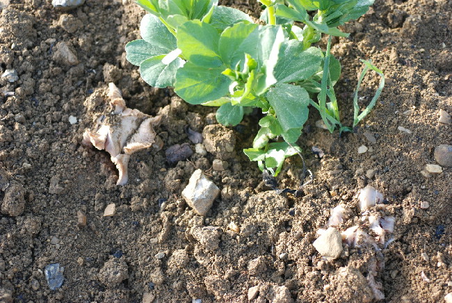Un fungo da orto (Entoloma saundersii)