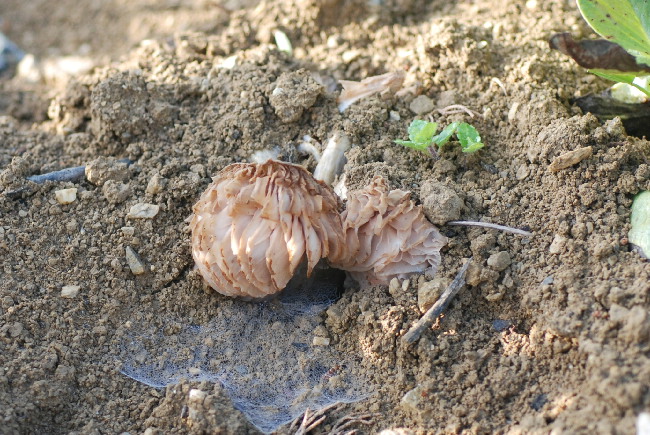 Un fungo da orto (Entoloma saundersii)