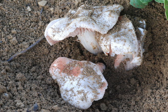 Un fungo da orto (Entoloma saundersii)