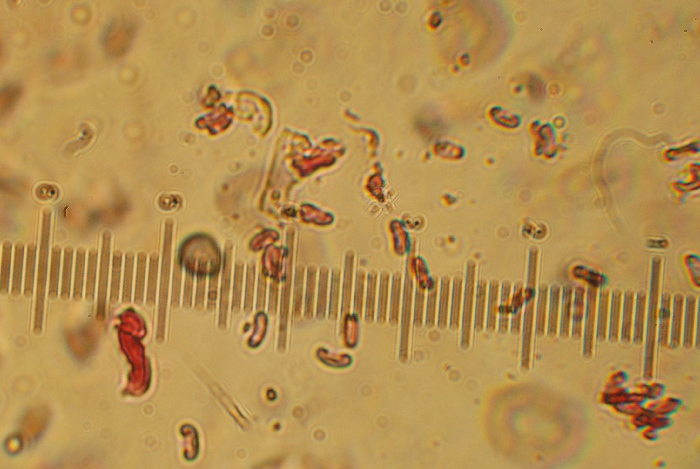Sfida al microscopio!!