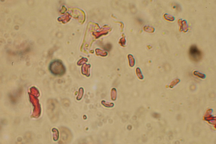 Sfida al microscopio!!