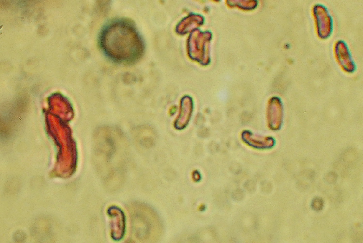 Sfida al microscopio!!