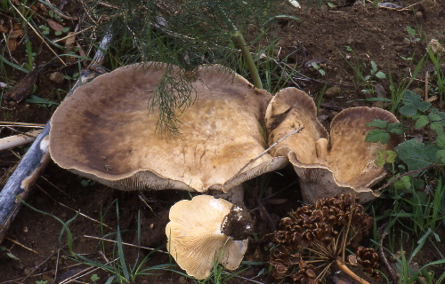 Pleurotus?