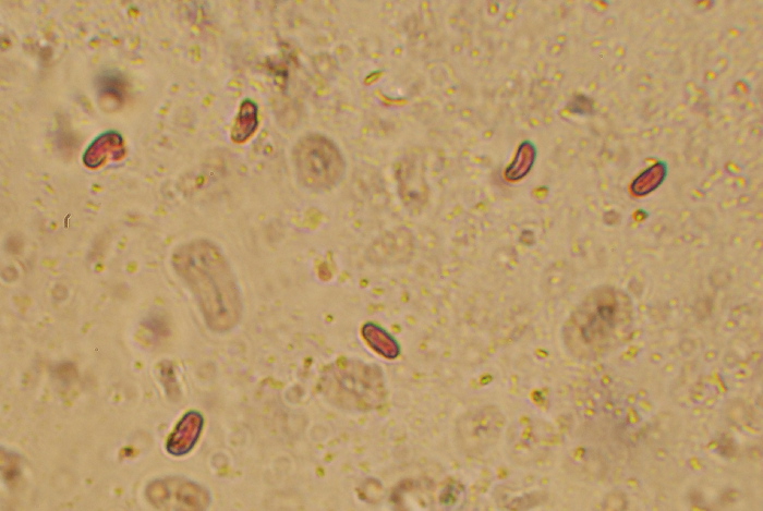 Sfida al microscopio!!