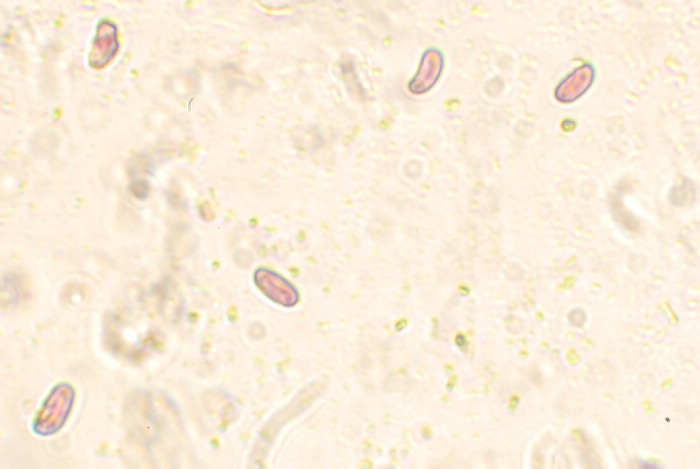 Sfida al microscopio!!