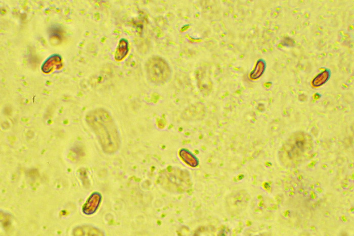 Sfida al microscopio!!