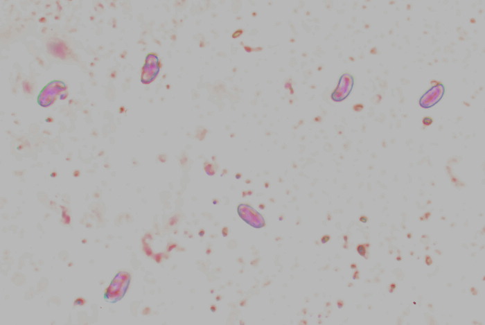 Sfida al microscopio!!
