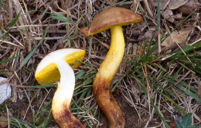 Xerocomus ferrugineus?  Lepiota sp?