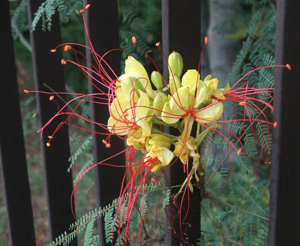 Poinciana gilliesii (pianta coltivata)