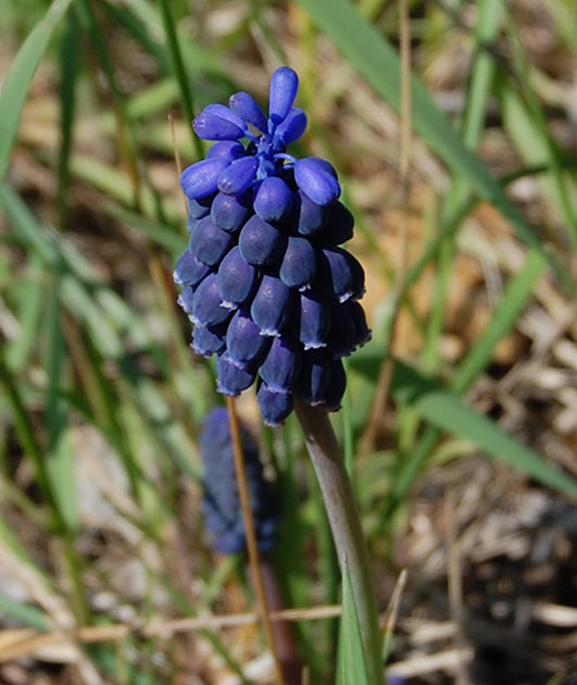 Cos'' ? (Muscari sp.)