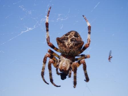 Araneus angulatus