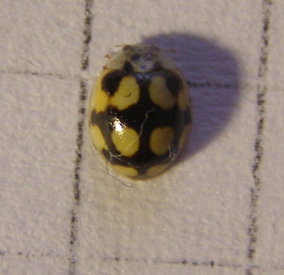 Che coccinella ?