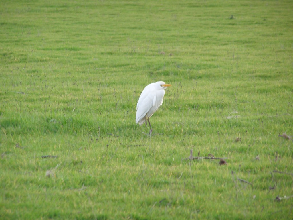 Aironi guarda...pecore