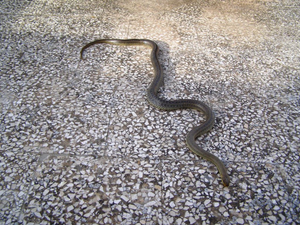 Colubro d''Esculapio  (Zamenis lineatus)