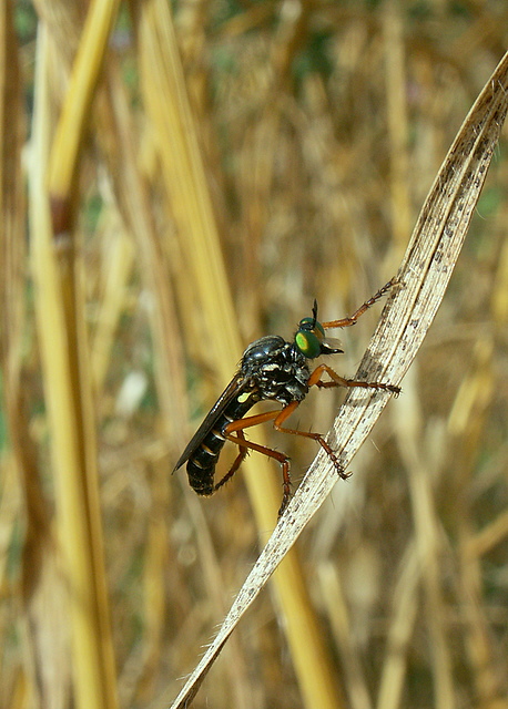 asilidae da teterminare