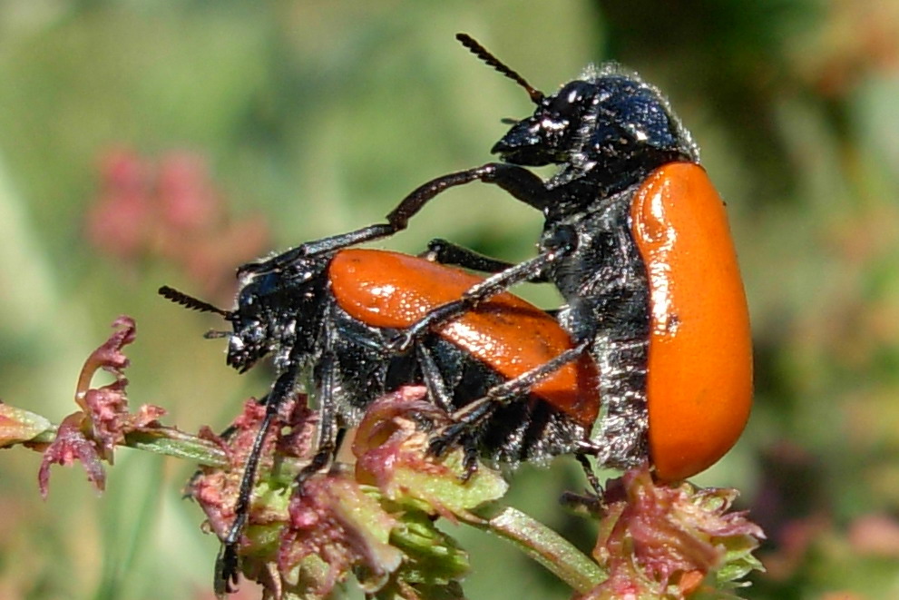 Coleotteri indaffarati...piacevolmente