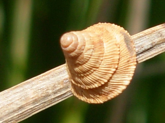 Chiocciolina piramidale