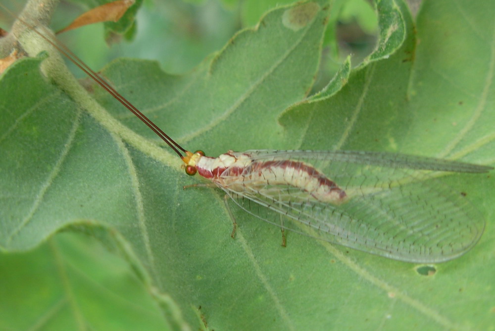 Italochrysa italica