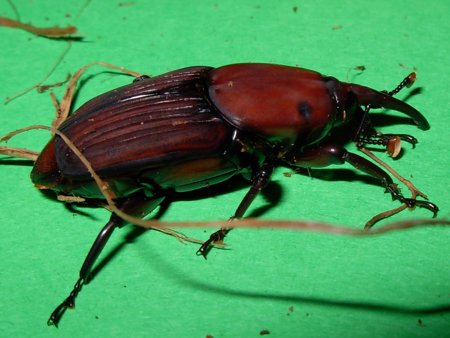 Rhynchophorus ferrugineus