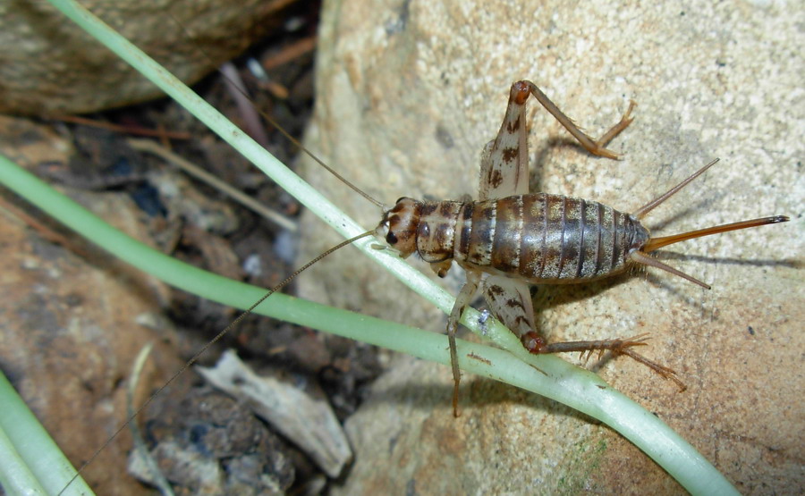 Gryllomorpha dalmatina