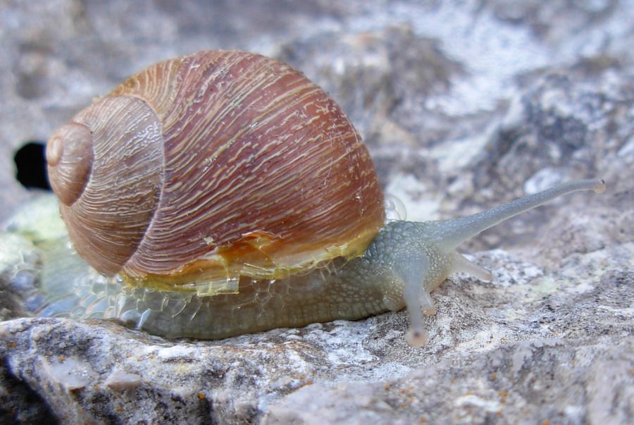 Escursione malacologica nel trapanese