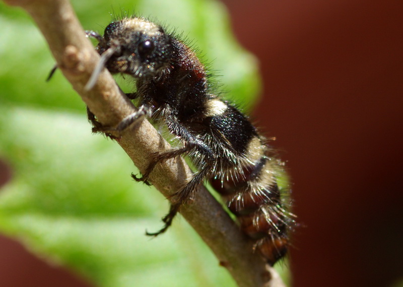 Velvet ant per Marcello: Ronisia barbara