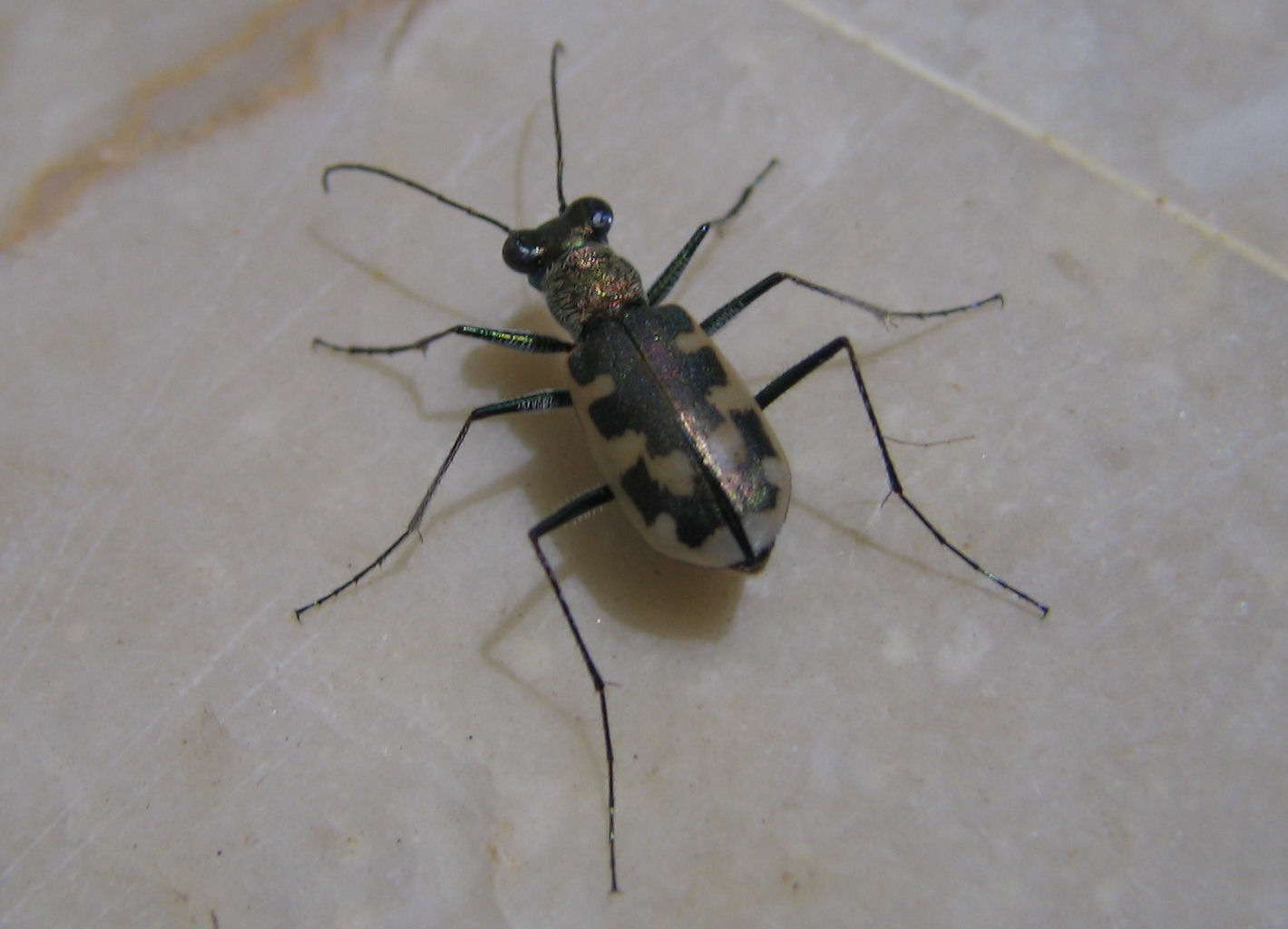 Cicindela campestris saphyrina