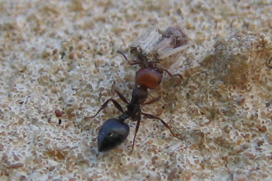 Camponotus barbaricus