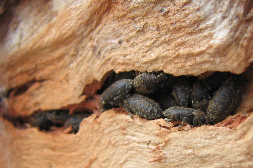 Coleotteri in estivazione e letargo