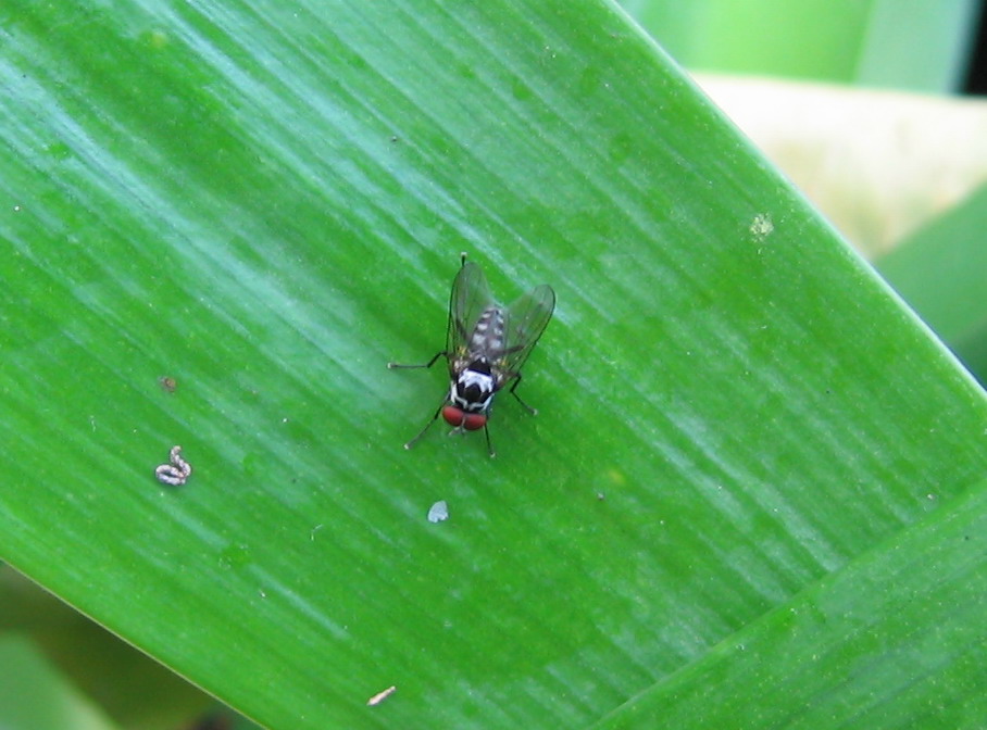 Lemnophora sp.