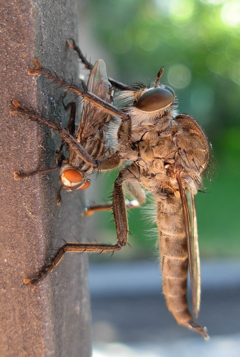 Asilidae gigante