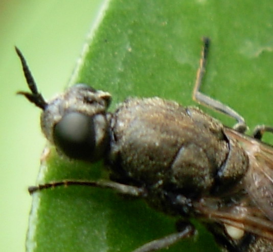 Dittero Stratiomyidae:Lasiopa sp.