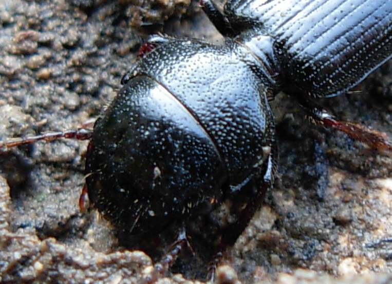 Ditomus clypeatus di Erice