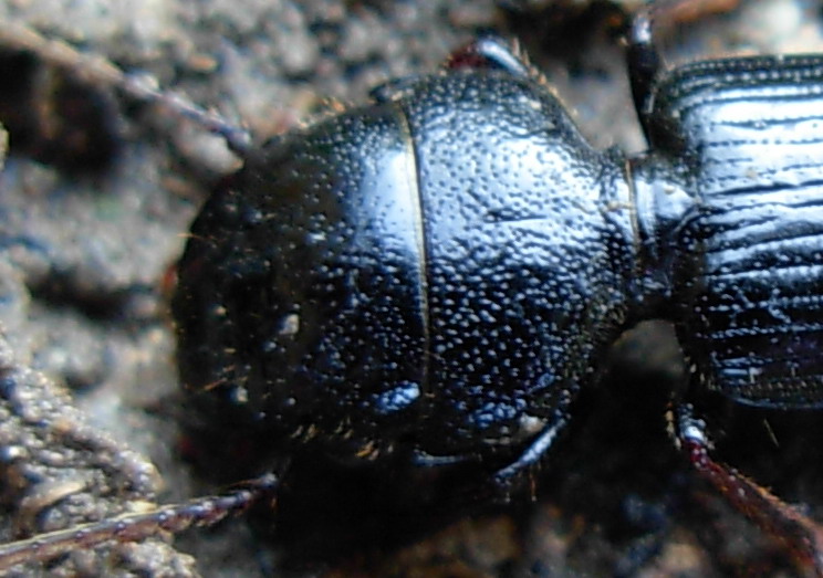 Ditomus clypeatus di Erice