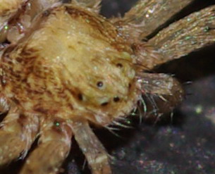 Philodromidae